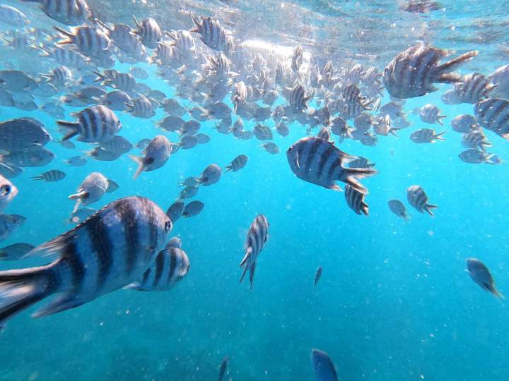 Snorkeling Excursion Mauritius