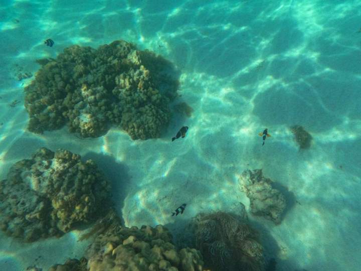 Snorkeling excursion Mauritius